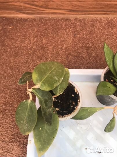 Хойи набор чернков 5 штук