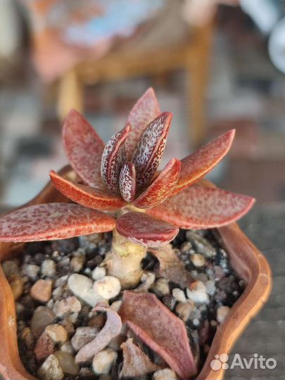 Адромискусы 2