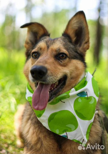 Молодая, ласковая собака очень хочет в семью