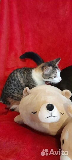 Котёнок богатка