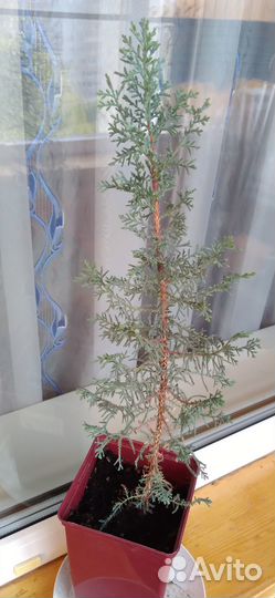 Кипарис южный 43 и 57см