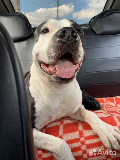 Собака стаффорд