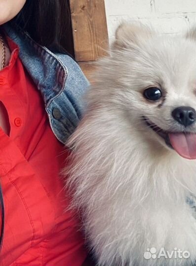 Вязка собак шпиц