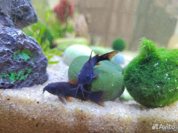 Аквариум с рыбками и аксессуарами