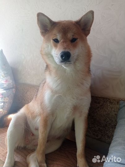 Щенки сиба ину