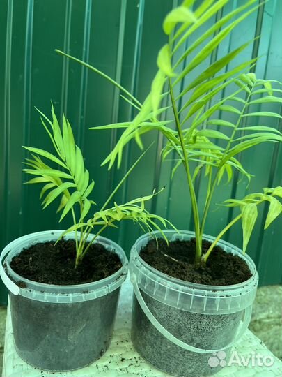 Пальма хамедорея