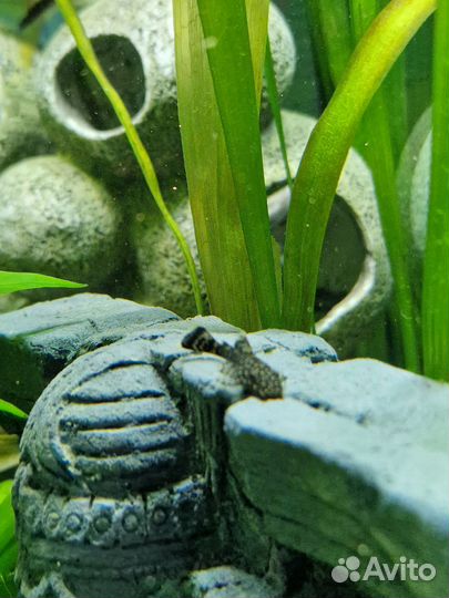 Сом анциструс вуалевый