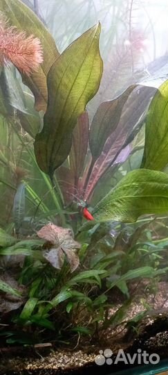 Эхинодорус