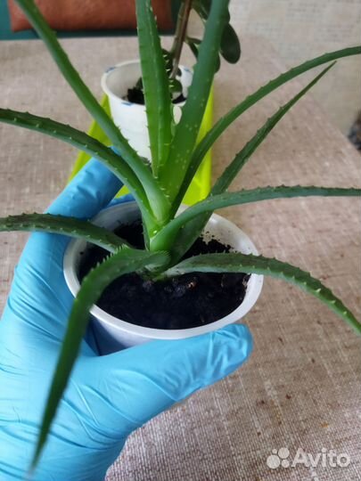 Столетник алоэ толстянка