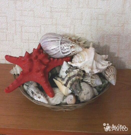 Большой набор раковин и ракушек