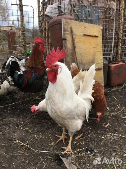 Молодые петухи