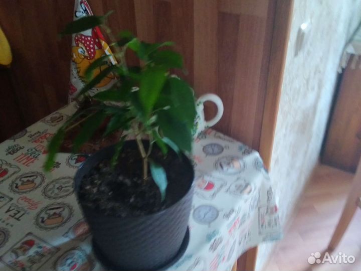 Фикус бенджамина