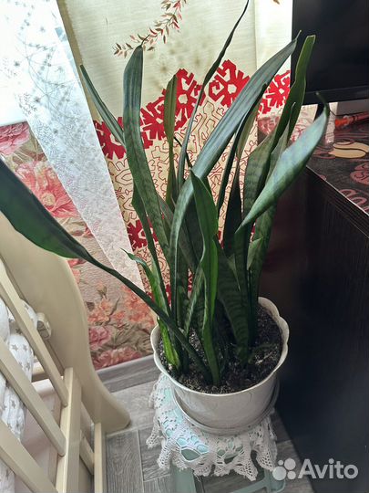 Сансевиерия