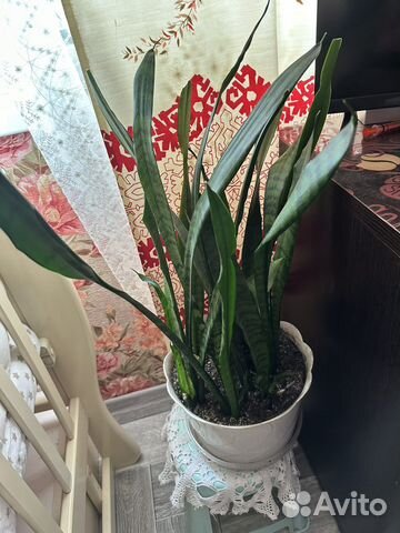 Сансевиерия