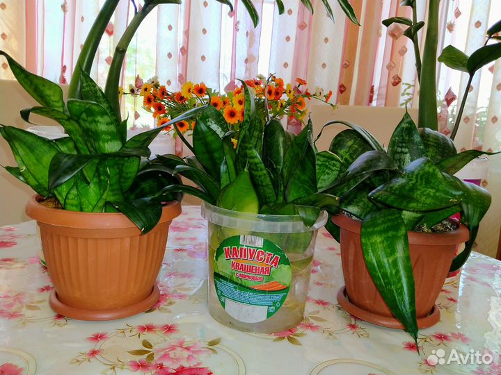 Комнатные домашние растения