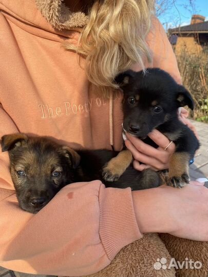 Щенки девочки 1,5 мес