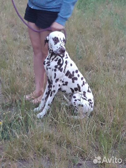 Дрессировка,вязки,хендлер