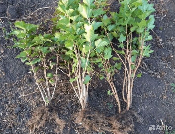 Саженцы черной смородины Багира