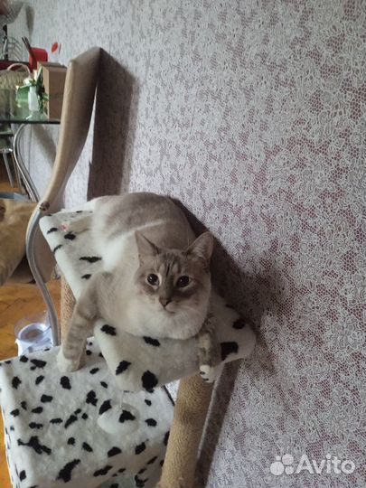 Передержка кошек и котов