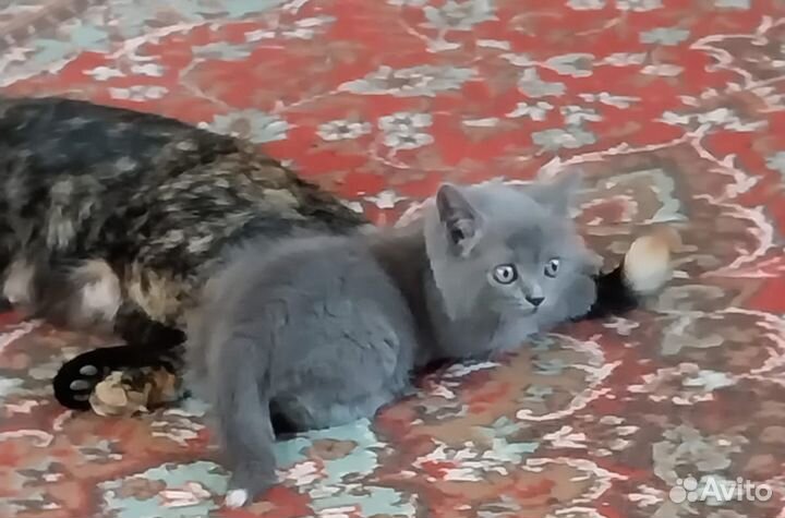 Сибирские котята
