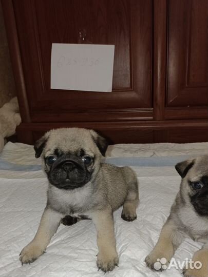 Щенки мопса