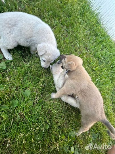 Щенки бесплатно