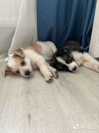 Щенки в добрые руки