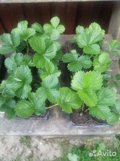 Рассада клубники