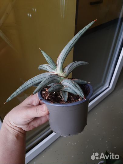 Сансевиерия silver clone