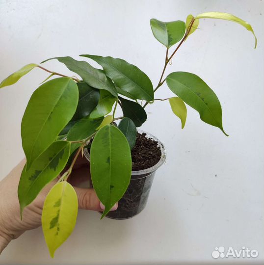 Фикус пёстрый