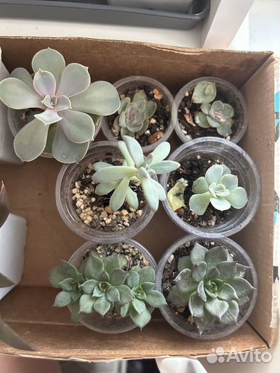 Суккуленты набор