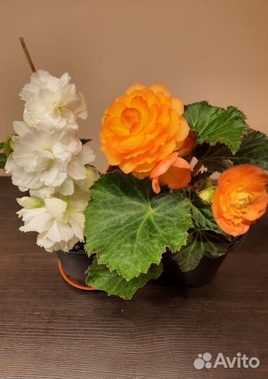 Бегония цветущая