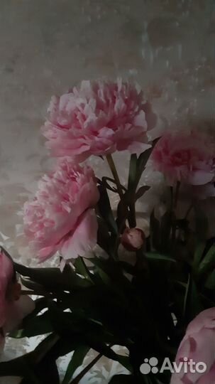 Пион Сара Бернар розовый, классический