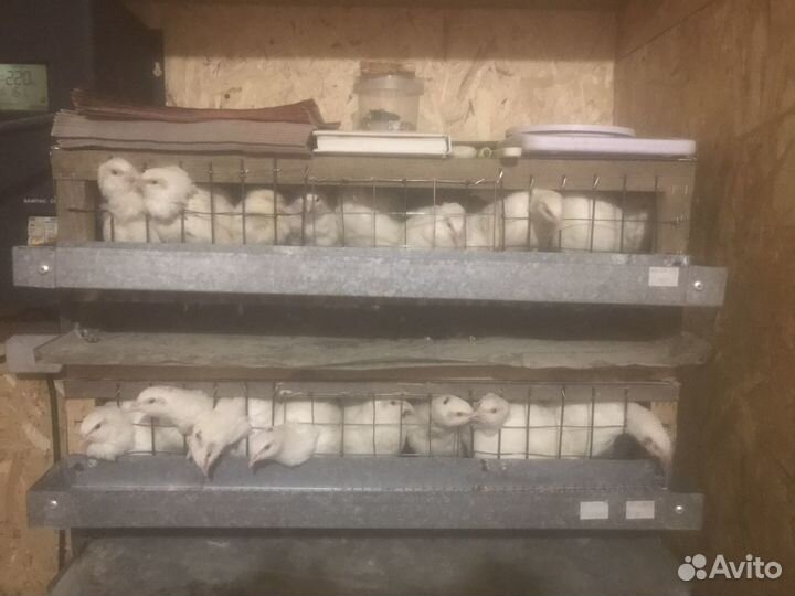 Клетки для перепелов бу