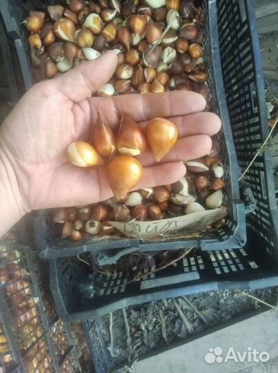 Луковицы тюльпанов