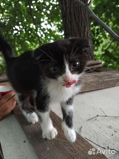 Котёнок вислоухий бесплатно