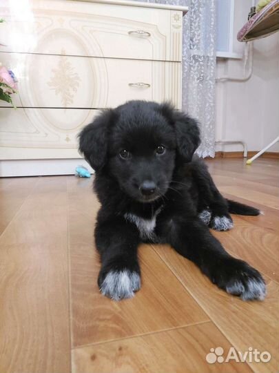 Щеночек девочка в добрые руки