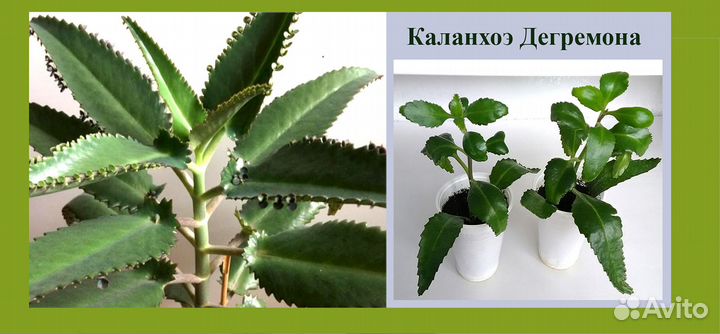 Комнатные растения