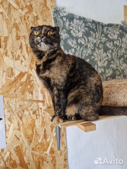 Кошечка Буся
