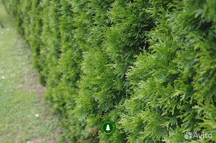 Туя брабант