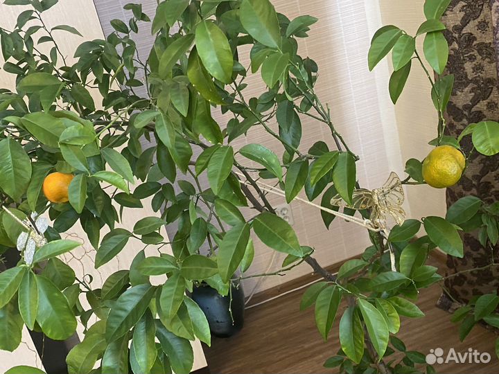 Мандариновое дерево 1,5м