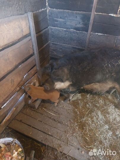 Поросята венгерская мангалица