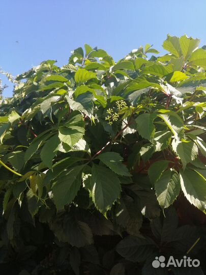 Девичий виноград