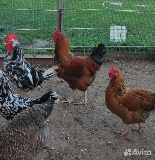 Петух кучинской юбилейный 5,5 месяца