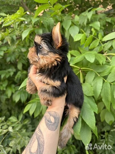 Йоркширский терьер (мини)