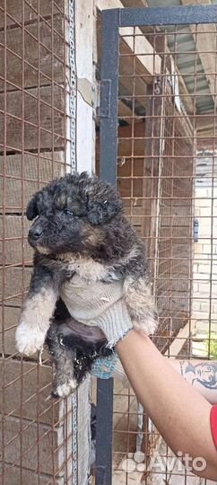 Спасите мальчика из отлова