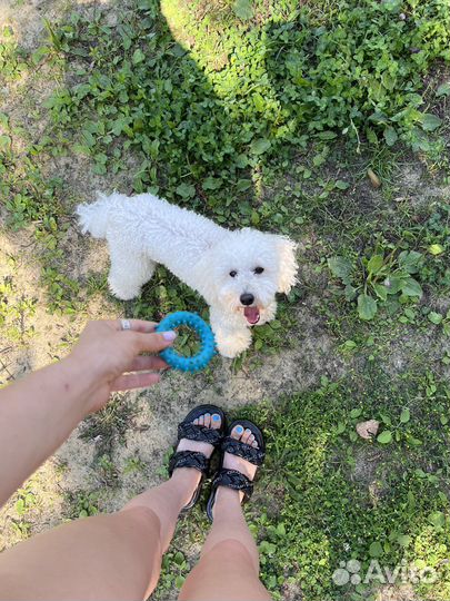 Пудель вязка