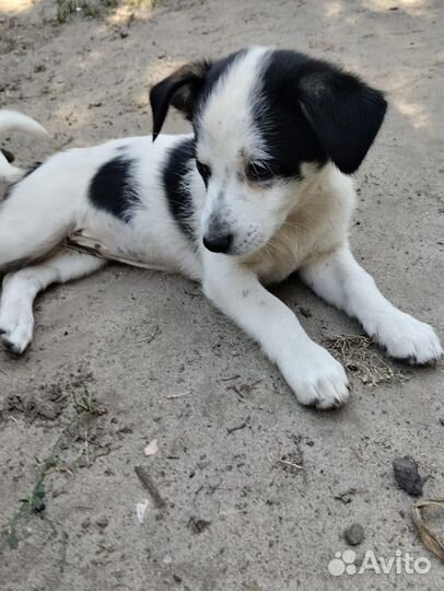 Милейшие щенки