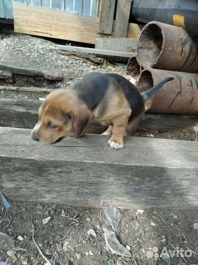 Щенки русской гончей