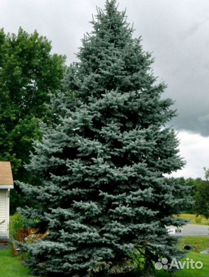 Ель колючая Глаука